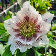 Helleborus orientalis 'Double Ellen White Spotted': Bild 1/3