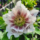 Helleborus orientalis 'Double Ellen White Spotted' - Schneerose