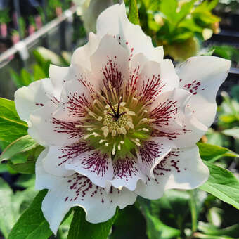 Helleborus orientalis 'Double Ellen White Spotted'