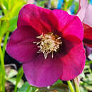 Helleborus orientalis 'Pretty Ellen Red' - Schneerose