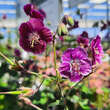 Geranium phaeum 'Samobor': Bild 3/8