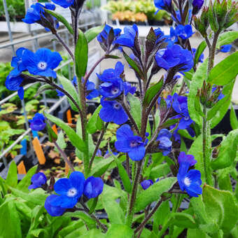Anchusa azurea