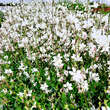Gaura lindheimeri 'Whirling Butterflies': Bild 11/12