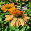 Echinacea purpurea 'Aloha': Bild 4/5