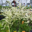 Aruncus dioicus 'Fairy Hair': Bild 1/3