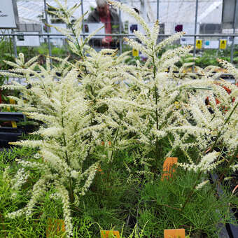 Aruncus dioicus 'Fairy Hair'