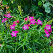 Penstemon 'Red Rocks': Bild 5/8