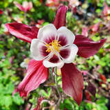 Aquilegia 'Crimson Star' - Akelei