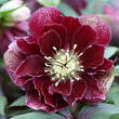 Helleborus orientalis 'Double Ellen Flash': Bild 1/1