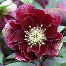 Helleborus orientalis 'Double Ellen Flash' - Schneerose