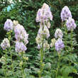 Aconitum carmichaelii 'Cloudy': Bild 3/4