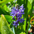 Pontederia cordata: Bild 1/6