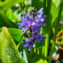 Pontederia cordata - Hechtkraut