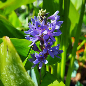 Pontederia cordata