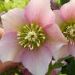 Helleborus orientalis 'Pretty Ellen Pink': Bild 2/2