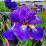 Iris sibirica 'Ruffled Velvet' - Sibirische Schwertlilie