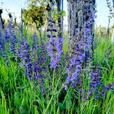 Salvia pratensis haematodes - Wiesensalbei
