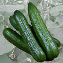 Feldgurke - Feldgurke