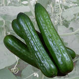 Feldgurke - Feldgurke