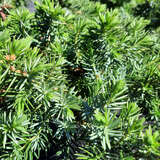 Juniperus conferta 'Blue Pacific' - Blauer Kriechwacholder