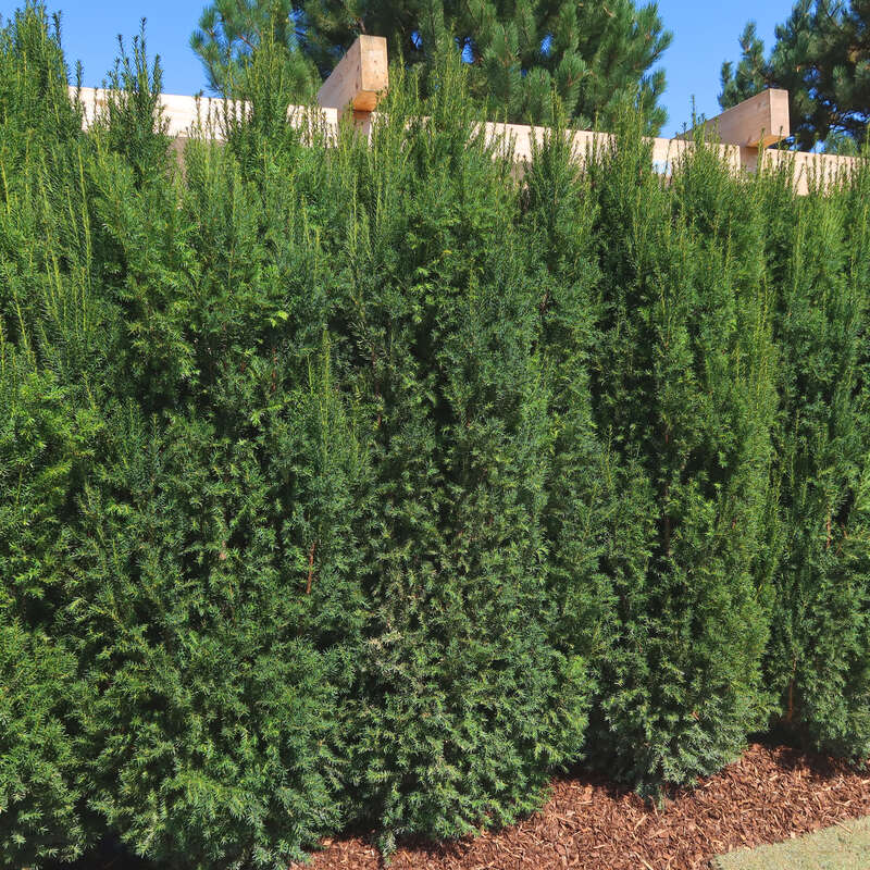 Schlanke Heckeneibe - Taxus media 'Hillii' - grn