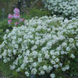 Choisya 'Aztec Pearl': Bild 7/7