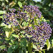 Viburnum tinus: Bild 3/3