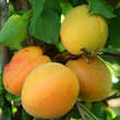 Prunus armeniaca 'Schafbergmarille': Bild 5/5