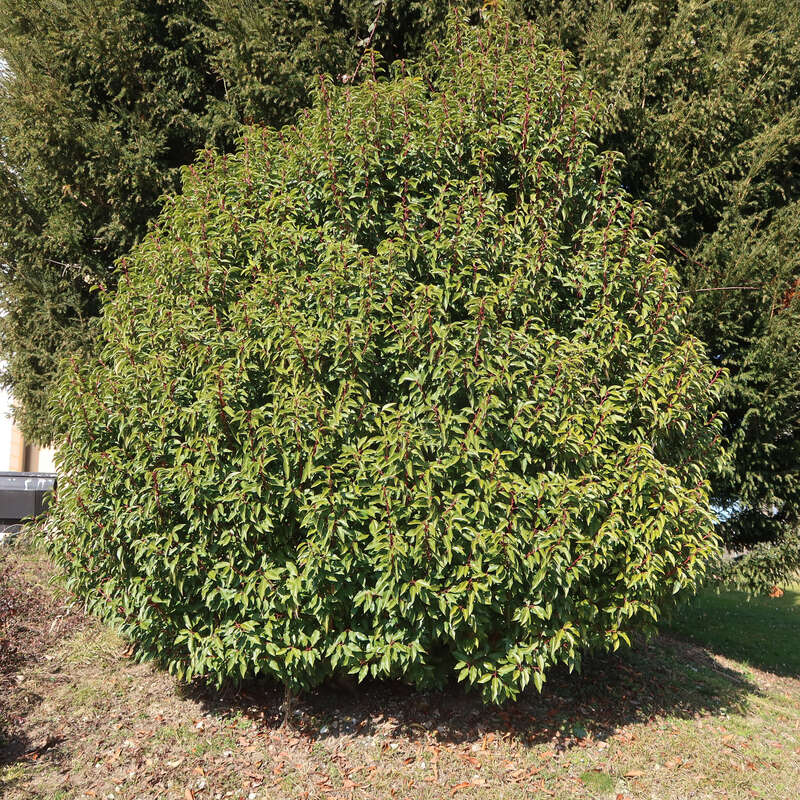 photinia maladie Photinia Louise | Christmas berry 'Louise' - Height main image 0