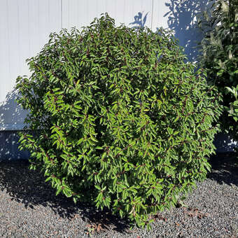 Portugiesischer Kirschlorbeer - Prunus lusitanica 'Angustifolia' - wei