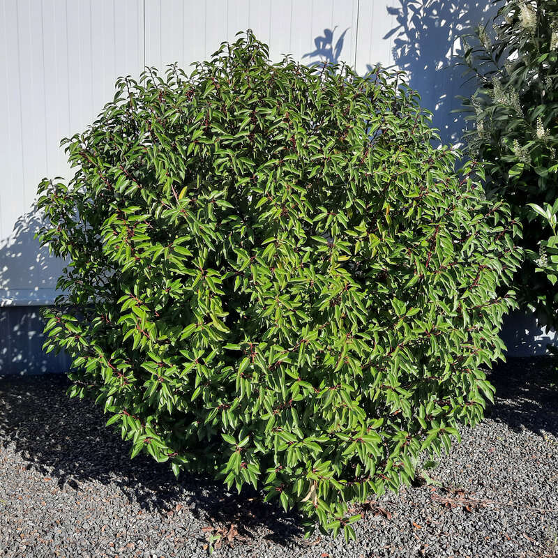 privet ligustrum hedge Privet | Golden Ticket® main image 0