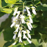 Cladrastis kentukea - Gelbholzbaum