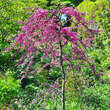 Cercis canadensis 'Lavender Twist': Bild 7/10