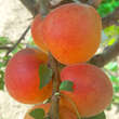 Prunus armeniaca 'Schafbergmarille': Bild 1/5