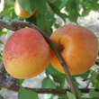 Prunus armeniaca 'Schafbergmarille': Bild 3/5