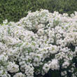 Choisya 'Aztec Pearl': Bild 3/7