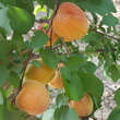 Prunus armeniaca 'Schafbergmarille': Bild 4/5