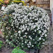 Choisya 'Aztec Pearl': Bild 6/7