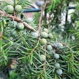 Juniperus communis 'Eva'  weiblich - Weiblicher Heidewacholder