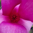 Magnolia 'Purple Sensation': Bild 3/5