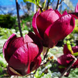 Magnolia 'Felix Jury' - Großblumige Magnolie