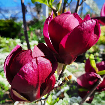 Magnolia 'Felix Jury'