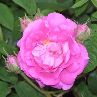 Rose 'Muscosa' (centifolia)