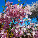 Prunus subhirtella 'Fukubana' - Japanische Blütenkirsche