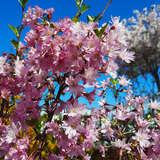 Prunus subhirtella 'Fukubana' - Japanische Blütenkirsche