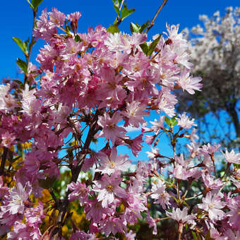 Prunus subhirtella 'Fukubana'