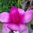 Magnolia 'Purple Sensation': Bild 2/5