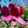 Magnolia 'Felix Jury': Bild 10/11