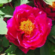 Paeonia suffruticosa rot: Bild 8/9