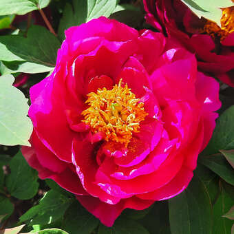 Strauch-Pfingstrose - Paeonia suffruticosa rot - rot